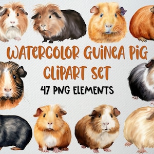 Watercolor Guinea Pig Clipart: 47 PNG Illustrations (Commercial License)