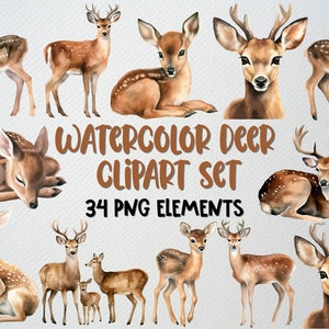 May include: Watercolour clipart set of 34 deer illustrations. The set includes deer in various poses, including standing, lying down, and sleeping. The deer are all brown with white spots and have large, expressive eyes.