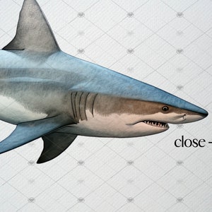 Op de afbeelding: Een close-up van een grijze en witte haai met een blauwe rugvin. De bek van de haai is open, waardoor scherpe tanden zichtbaar zijn. De afbeelding is gelabeld met "close-up".