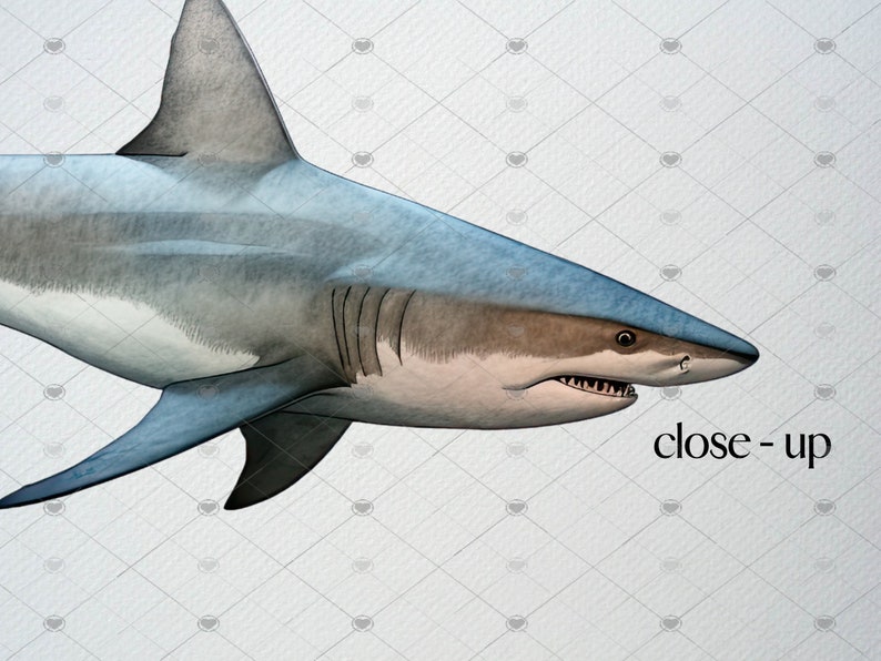 Op de afbeelding: Een close-up van een grijze en witte haai met een blauwe rugvin. De bek van de haai is open, waardoor scherpe tanden zichtbaar zijn. De afbeelding is gelabeld met "close-up".
