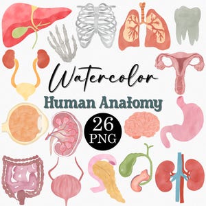 Ensemble de cliparts aquarelle anatomie humaine, illustrations médicales, science png, art du squelette, des organes et des parties du corps à usage éducatif et créatif