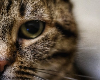 Kitty