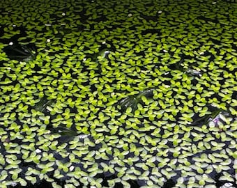 Duckweed - 2oz cup - Live Aquarium Plants Starter Culture