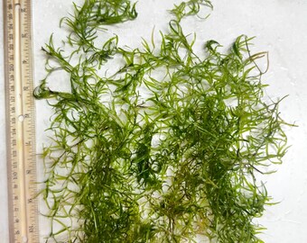 thumbnail image 2 of BUY 2 GET 1 FREE – Guppy Grass Najas Guadalupensis – Live Aquarium Plants – Freshwater 2 of 6