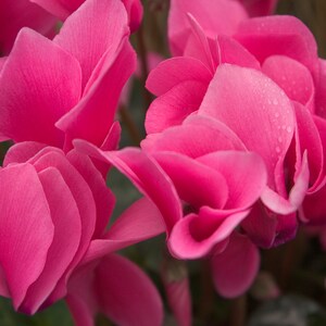 Glory in Pink