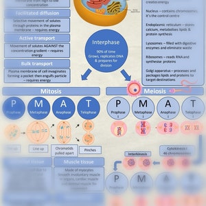 The cell for student midwives study sheet