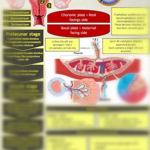 Placental development for student midwives study sheet