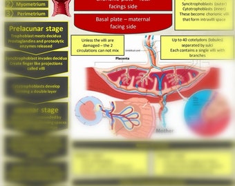 Placental development for student midwives study sheet