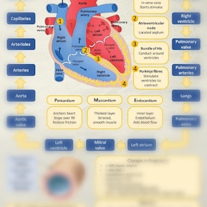 Cardiovascular system for student midwives