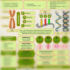 Genetics for student midwives study sheet