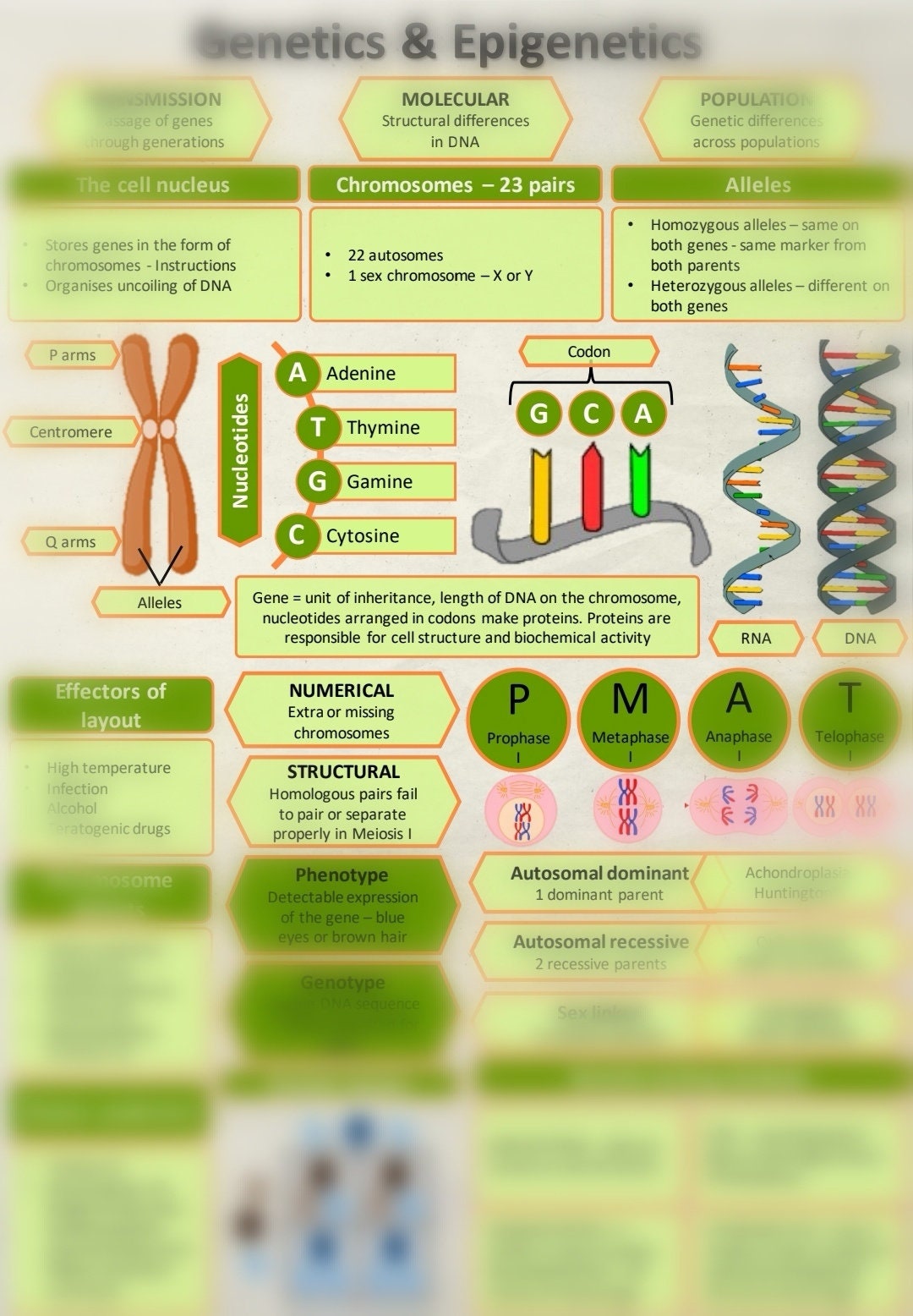 Genetics for Student Midwives Study Sheet - Etsy