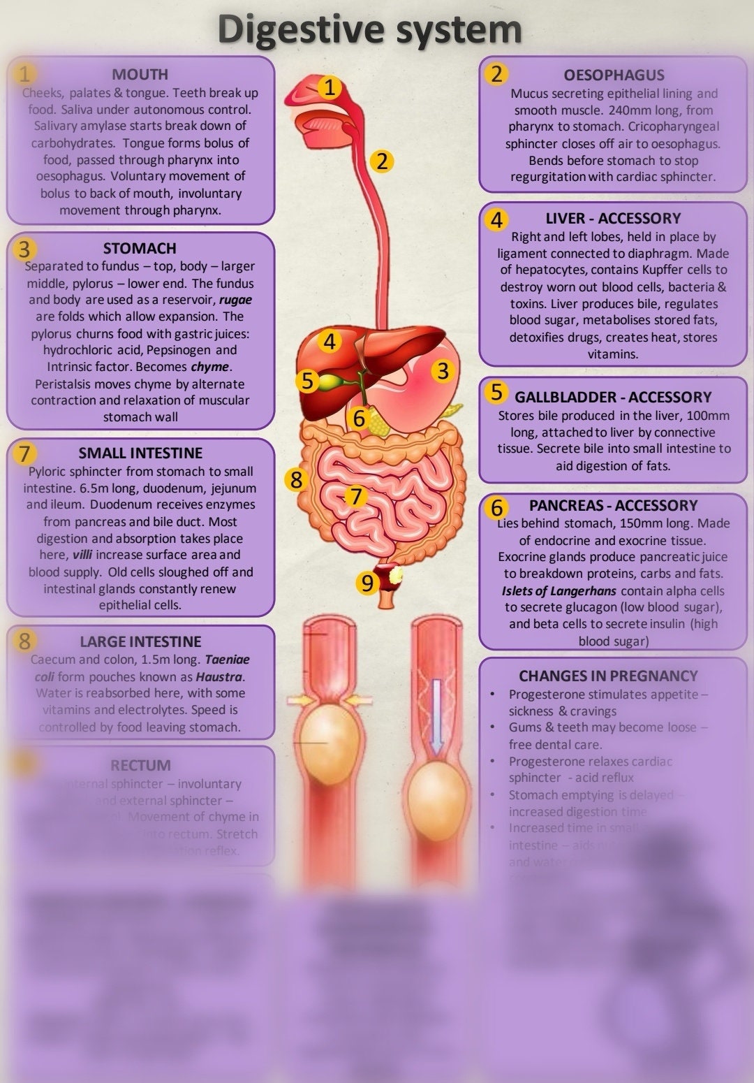 Digestive System for Student Midwives Study Sheet - Etsy