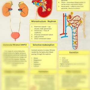 Renal system for student midwives study sheet