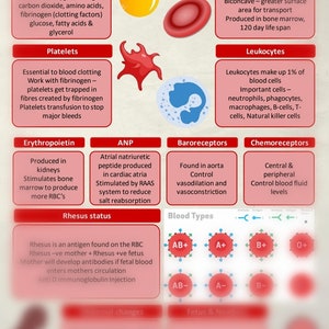 Blood and transport for student midwives study sheet