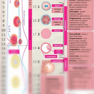 Menarche, conception and embryology for student midwives study sheet