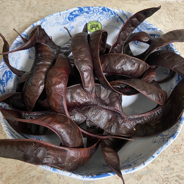 Honey Locust Tree seed pods x15