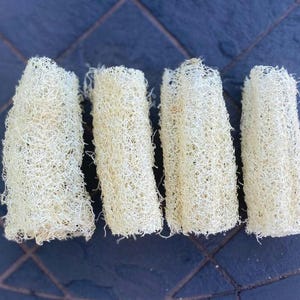 May include: Four natural loofah sponges, beige in colour, are arranged in a row on a blue tiled surface. The loofahs are all the same size and shape, and they have a rough, textured surface.