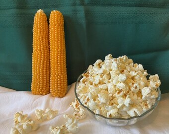 Popcorn on the Cob - Pennsylvania farm show first place blue ribbon popcorn