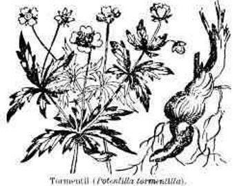 Book Two Vintage 1945 Herbal Remedies  Illustrated Phytotherapy  Therapy