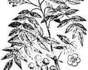 Book One Vintage 1900's Herbal Remedies Illustrated Phytotherapy  Therapy