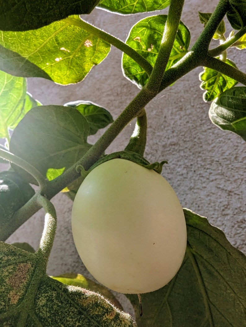 Japanese White Egg Eggplant 30 Seeds Etsy