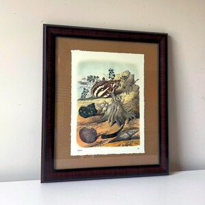 Carl Hoffmann Framed "Conchylien II" Shell Print