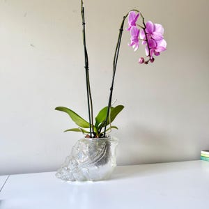 May include: A clear glass seashell-shaped vase holds a vibrant orchid plant. The orchid features green leaves and delicate purple flowers. The vase sits on a white surface, creating a clean and elegant display.
