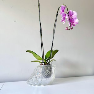 Peut inclure: Un vase en verre transparent texturé en forme de coquillage contient une plante d'orchidée. L'orchidée a des feuilles vertes et une tige avec de délicates fleurs violet clair. Le vase est posé sur une surface blanche sur un fond neutre.