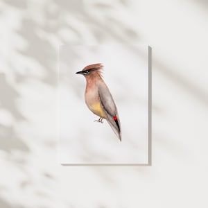 Watercolor Bird Painting, Cedar Waxwing Painting, Birds of New York, Watercolor Cedar Waxwing, Watercolor Art. Bird Print, Bird Art