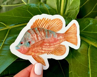 Fish Sticker, Sunfish Sticker, Pumpkinseed Fish, Orange Fish, Biology Sticker, Animal Science, Fish of New York, Animal Sticker