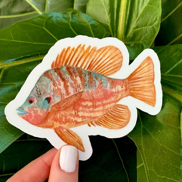 Fish Sticker, Sunfish Sticker, Pumpkinseed Fish, Orange Fish, Biology Sticker, Animal Science, Fish of New York, Animal Sticker