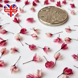 May include: A scattering of small, dried pink and white flowers with a British one pound coin for scale.  The flowers are delicate and perfect for crafting projects.