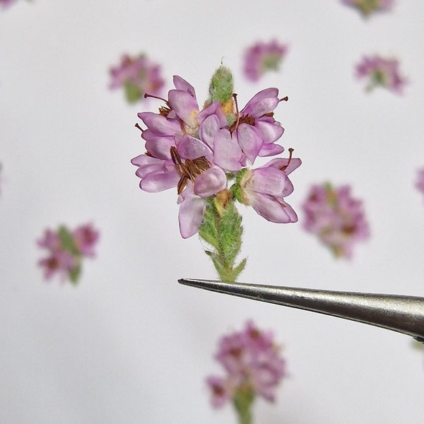 Pressed Heather for resin art