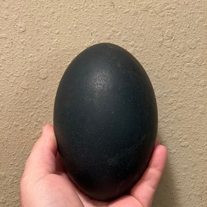 Dried Emu Egg