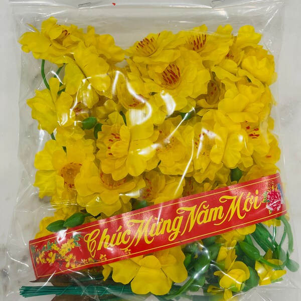 Ochna Integerrima Etsy