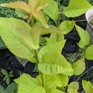 May include: Close-up of a plant with bright green leaves. The leaves have a slightly serrated edge and a prominent vein structure. Some leaves show hints of reddish-brown spots. The plant's stems are a reddish-brown color.