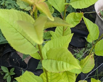 feuilles de cerisier biologiques séchées à l'air ou déshydratées du jardin coupées et tamisées 1 oz