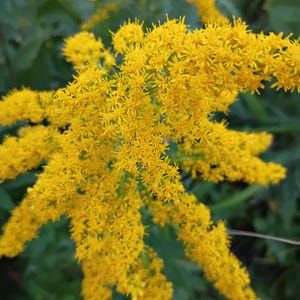 Puede incluir: Primer plano de una vibrante flor de vara de oro amarilla en plena floración. La flor tiene muchas flores pequeñas en forma de estrella agrupadas, creando una apariencia densa y texturizada. El follaje verde proporciona un fondo contrastante.