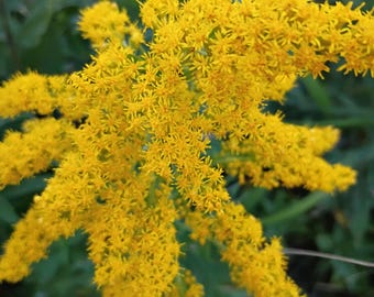 Organic golden rod flowers or leaves