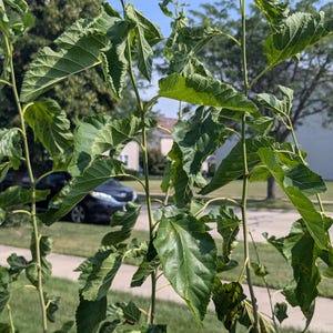 1 oz mulberry leaves organic air dried homegrown