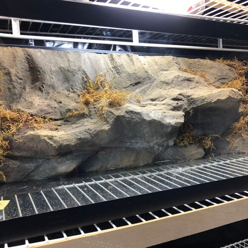 Custom Reptile/amphibian Drop in Backgrounds Etsy