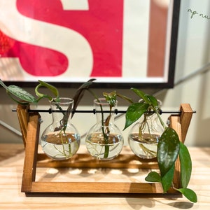 May include: Three clear glass vases with a wooden stand, each containing a small potted plant. The plants are green and have long, trailing vines. The vases are arranged in a row on the stand, which is made of dark wood. The stand has a simple design with a rectangular base and two vertical supports.