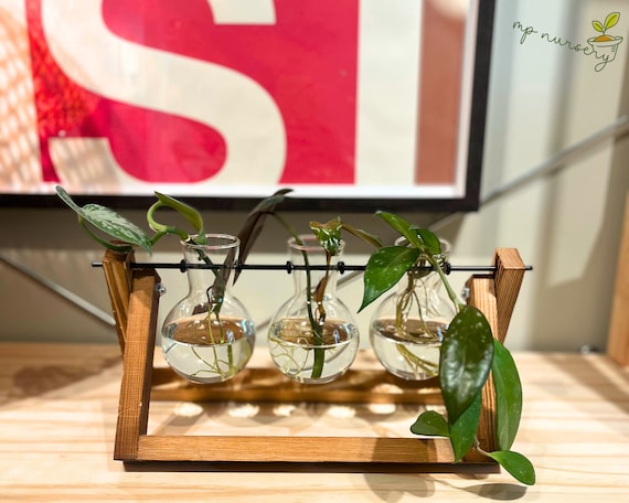 Plant Terrarium Gift Home Decor Ideas for Plant Lovers Gift Plant Pot  Gardener Gift Set Flower Vase Monstera Propagation for Plant Mom - Etsy  Israel