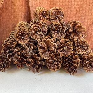 15 Western White Pinecones (4&quot; - 6&quot;)