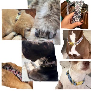 May include: A collection of dog collars featuring various cow print patterns in black, white, pink, and blue. The collars include metal buckles, some engraved with names like Ryder and Rigs, and are shown on different dog breeds to display the fit.