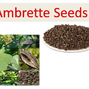 Semi di ambretta biologici, ambretta muschiata, dana muschiata, semi di ambretta interi essiccati, Abelmoschus moschatus, semi di ambretta naturali
