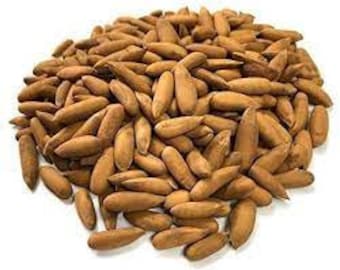 Pine Nut (Chilgoza Premium Quality), Pine Nuts seeds, Dry Fruits Chilgoza,  Pinus Gerardiana