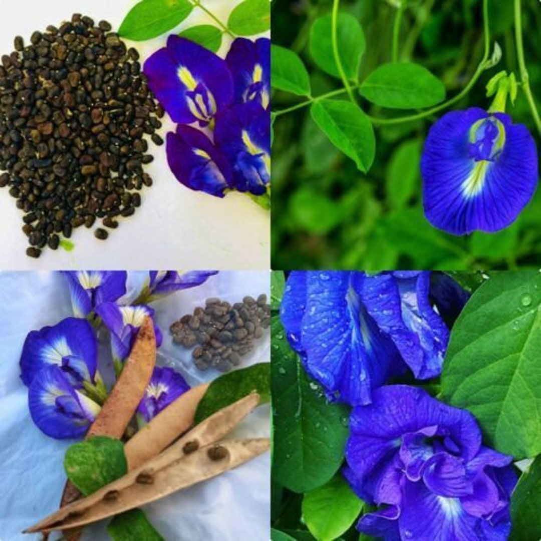 Butterfly Pea Seeds , Makes a Color Changing Herbal Tea Drink , Tea