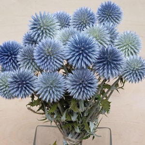 Globe thistle, 20 stems, blue dried flowers, boho decor, country style