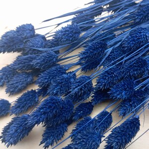 Dried canary grass, Phalaris 50+ stems dark blue, dried flower bouquet, boho wedding, rustic home decor